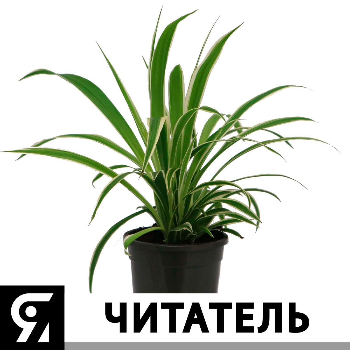 Chlorophytum (хлорофитумах)