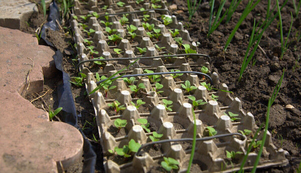 Фото: http://yrozhay.ru/wp-content/uploads/rds-2.jpg