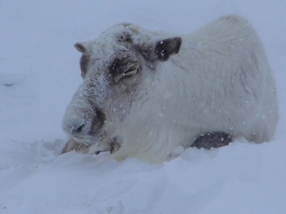 Северный олень спит на снегу.