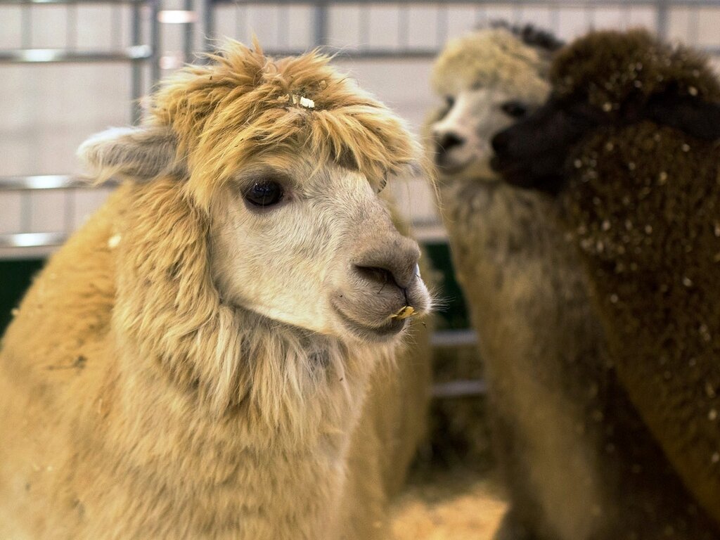 ферма на вднх альпаки. ферма альпак воронеж.