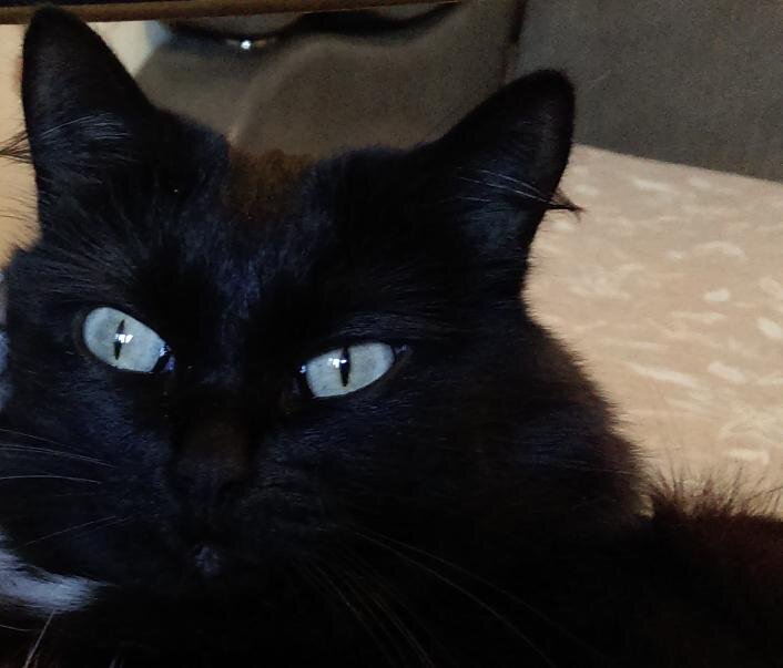 - Где мой фартук мясника?