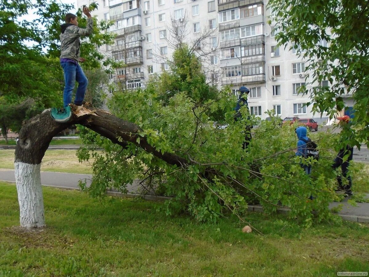 Ломают ветки деревьев картинки для детей