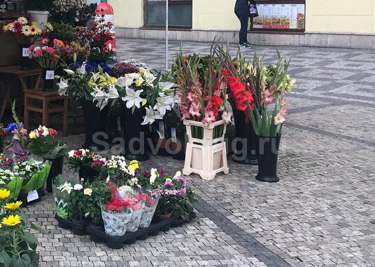 Букеты гладиолусов