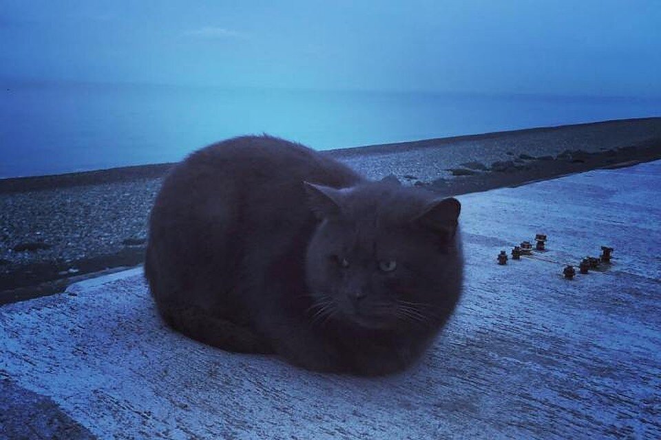 Морской кот, новый друг Сергея Кузнецова. Фото - КП