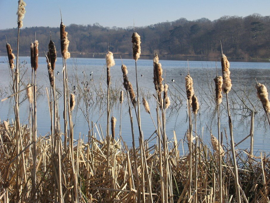  Перед ливнем на листьях камыша начинают образовываться капельки