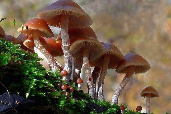 Галерина окаймлённая. Фото взято из открытых источников.