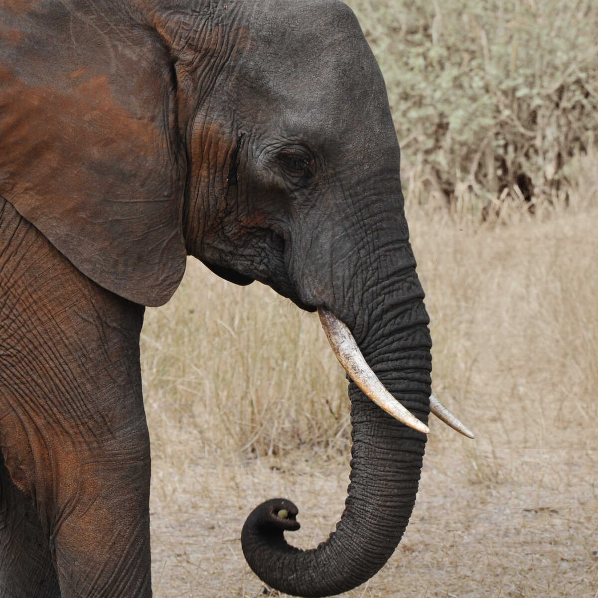 Laszlo1801 [CC BY-SA 3.0 (https://creativecommons.org/licenses/by-sa/3.0)]