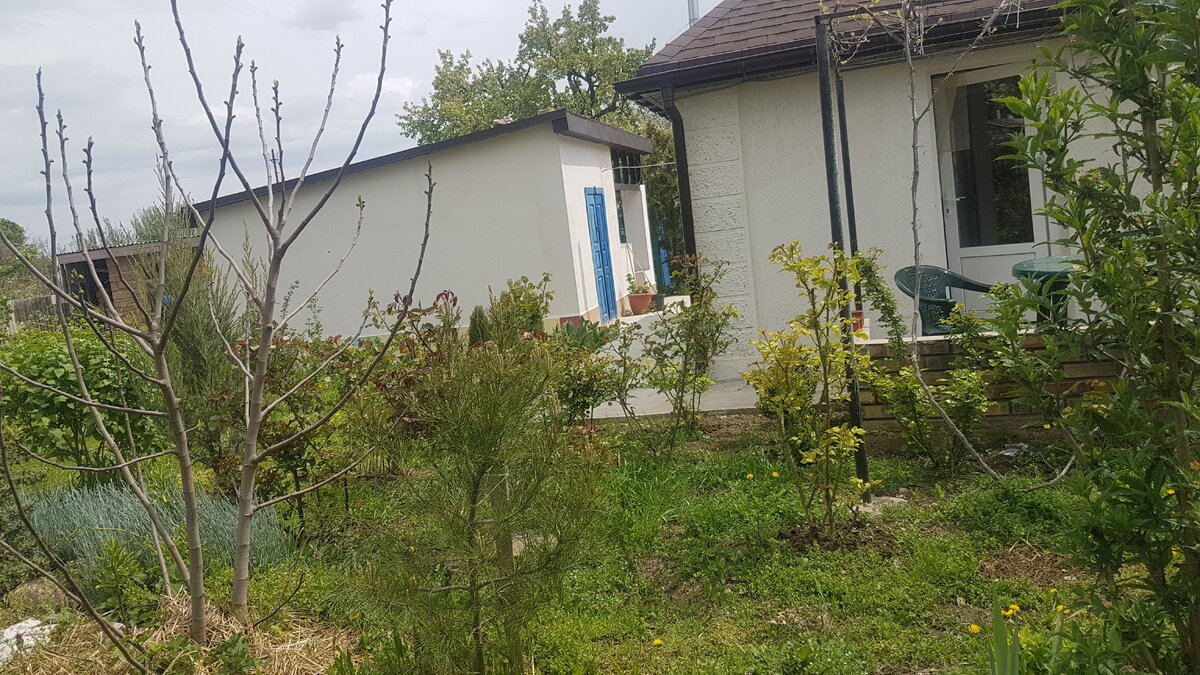 Инжир, который никогда не пригибали и не прикапывали, растет деревом. Вымахал под три метра. Фото Е.Миговой.