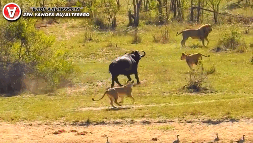 Спасение пришло неожиданно.