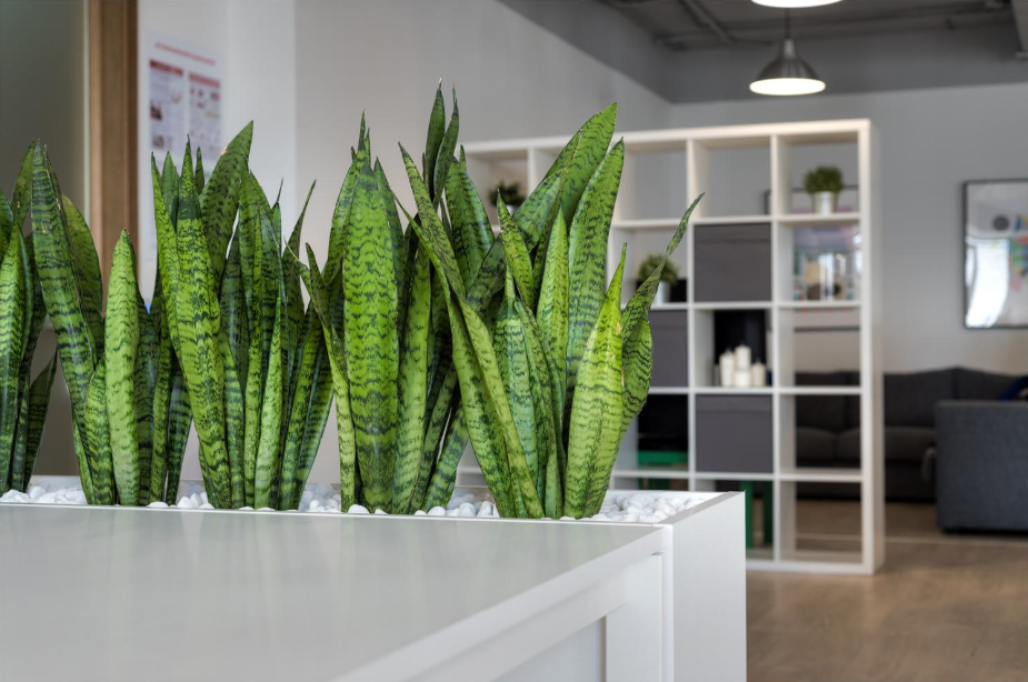 "Щучий хвост" - эффектное растение, которое в тени становится еще красивее