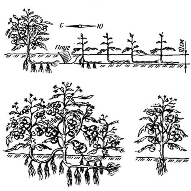 Схема посадки переросших томатов
