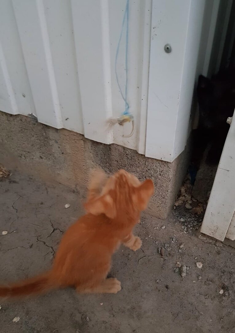 У него хороший замах левой лапкой)