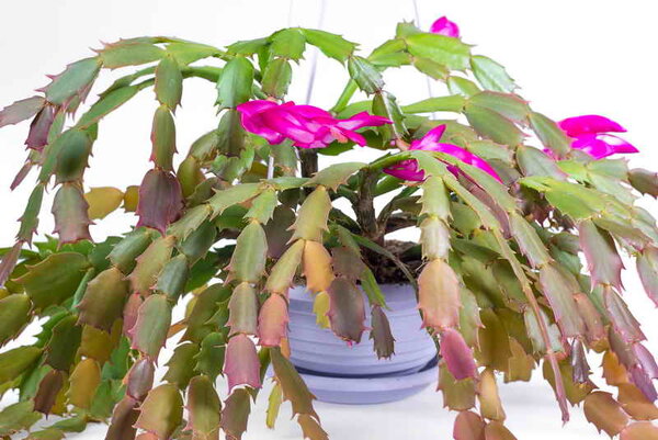 Цветение декабриста.Иллюстрация для статьи используется по стандартной лицензии ©ofazende.ru