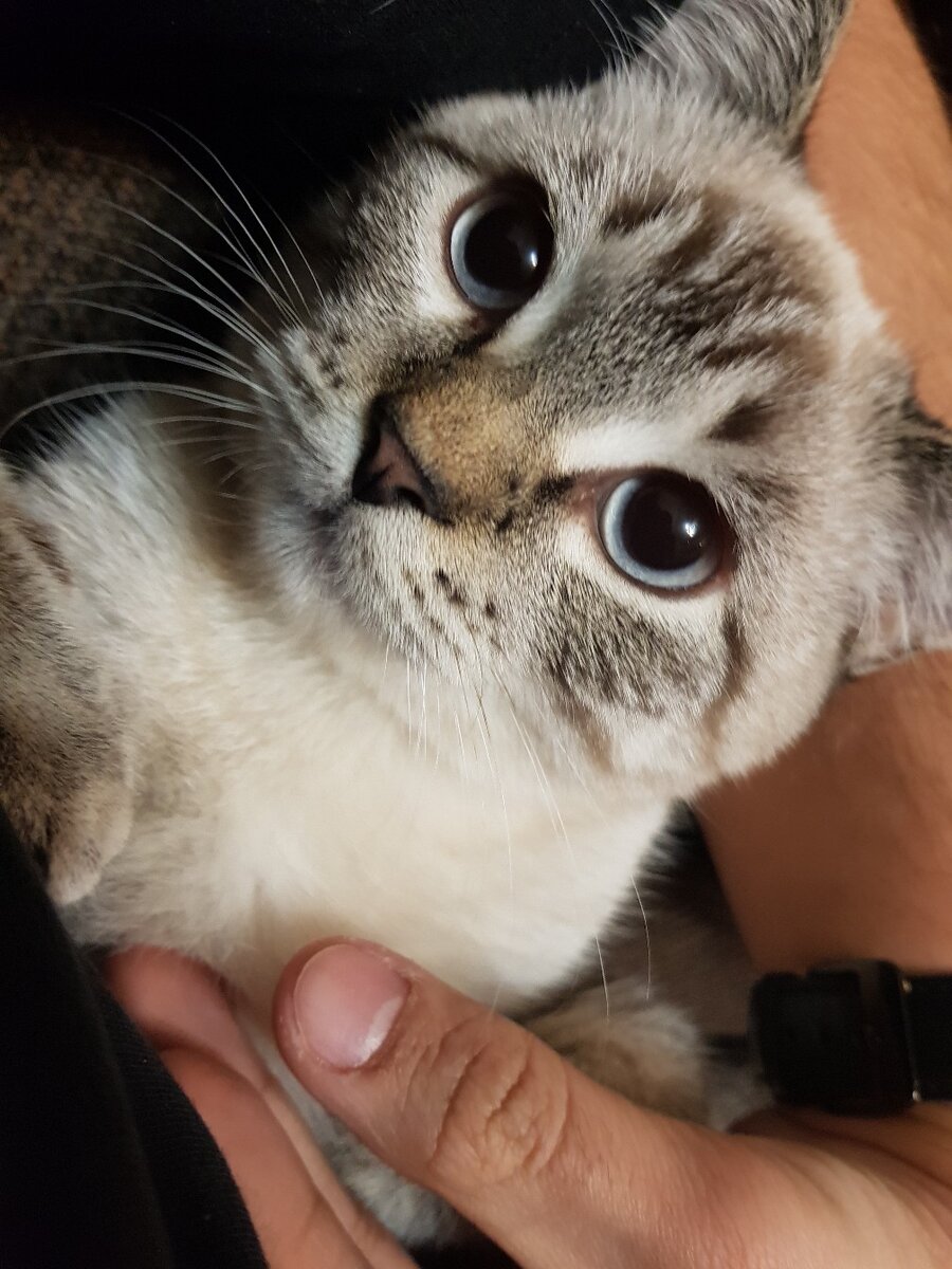 У всех нас есть любимцы и у большенства у них есть лапы, порой очень быстрые лапы. Если Ваш питомец сбежит, погонится за кем-то или выпрыгнит в окно, что может помочь?