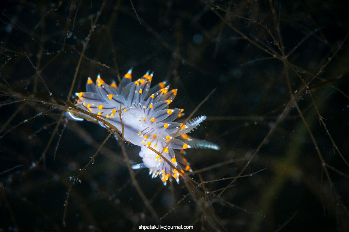 Красивейший нудик Японского моря Janolus fuscus. С российской стороны моря встречается только у нас. 