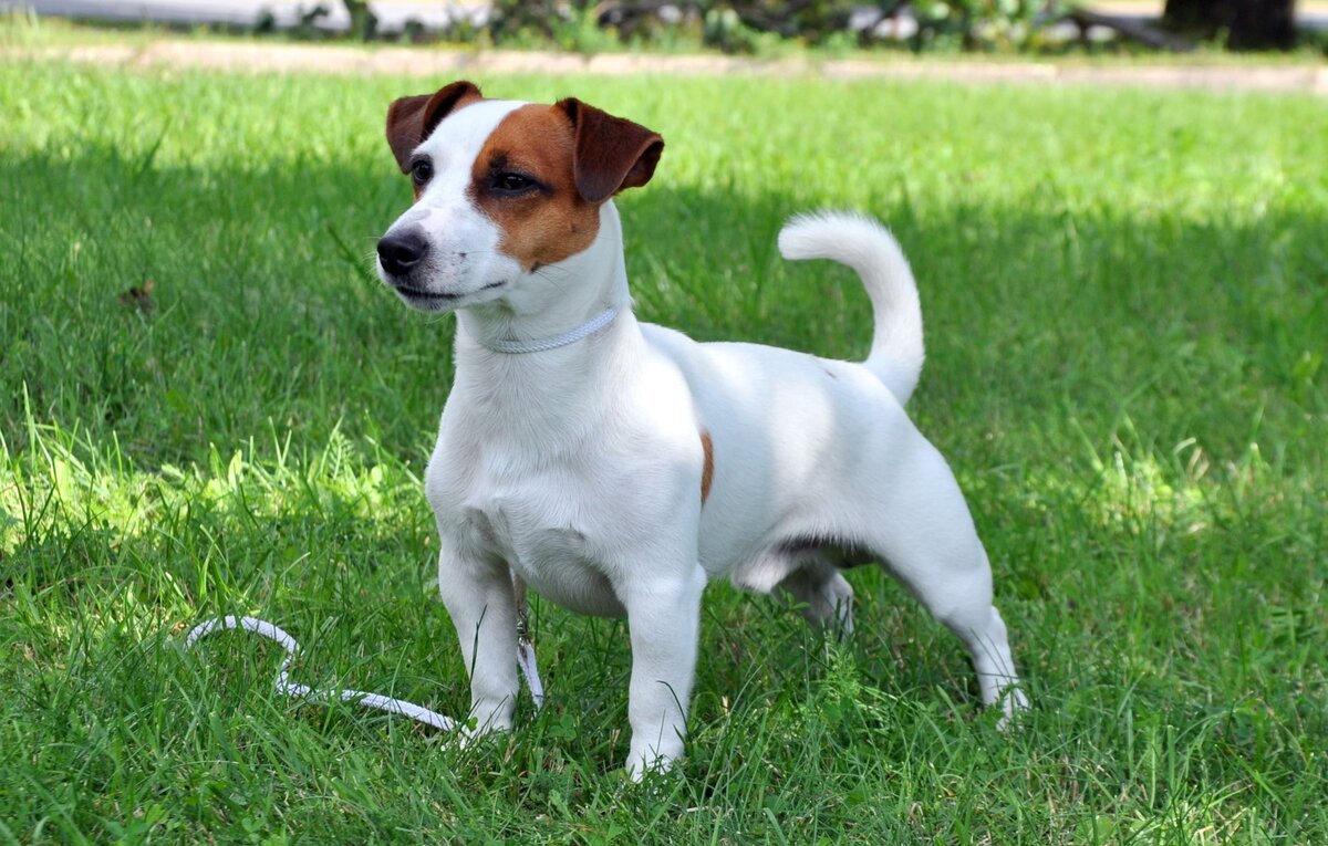 Короткошерстный джек-рассел-терьер 