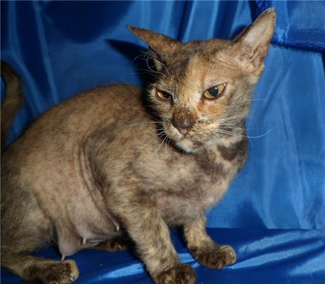 Да не лишайная я, у меня папа...этот...сфинкс!