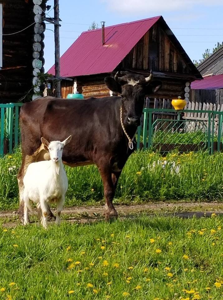 Корова и коза молочницы любили гулять по деревне.