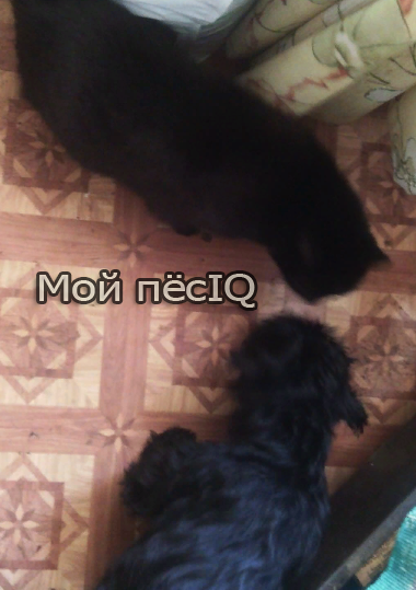 фото блога Мой ПёсIQ
