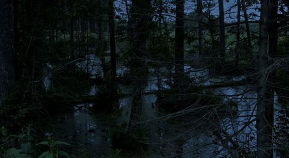 Не думаю, что вам стоит самим появляться на болотах Луизианы.