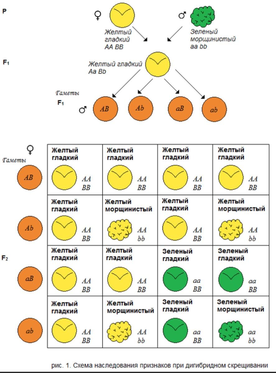 Доминирующий признак цвет. Схема наследования признаков моногибридное скрещивание. Схема моногибридного скрещивания. Схема дигибридного скрещивания. Схема наследования признаков при дигибридном скрещивании.