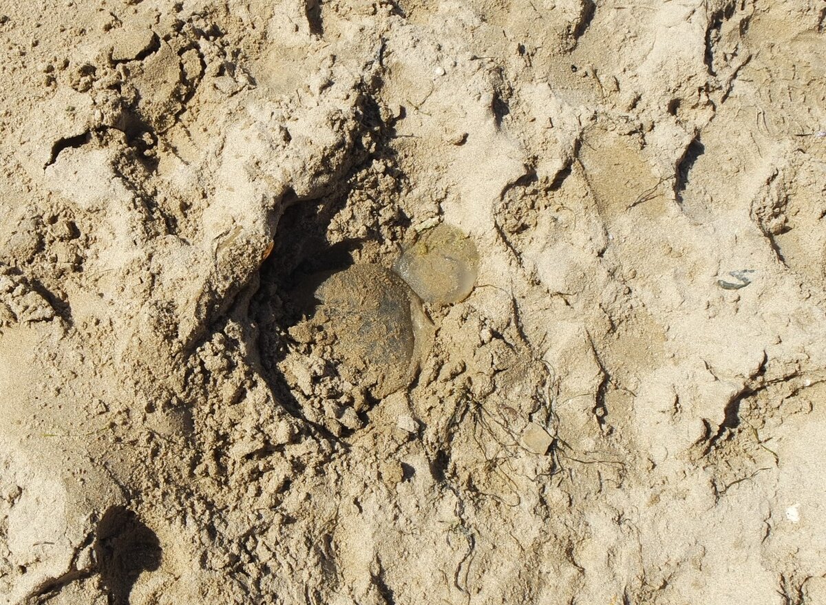 Медузы на пляже