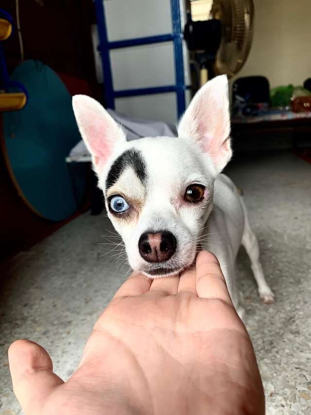 милота