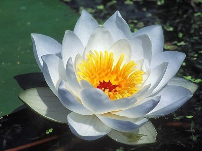 Цветок Лотоса