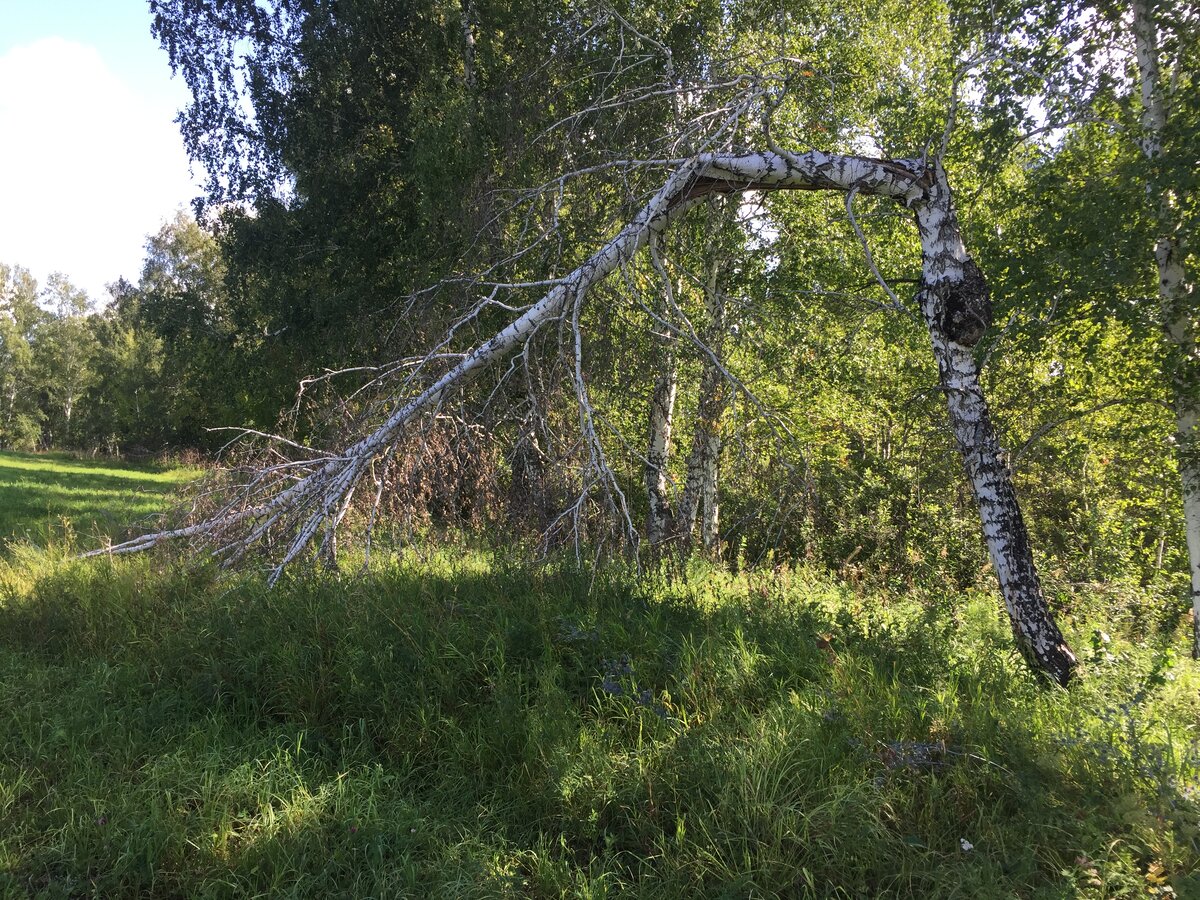 На фото: Такой валежник тоже нельзя пилить...