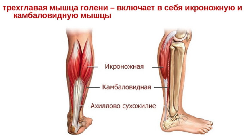 Сухожилия икроножной мышцы анатомия