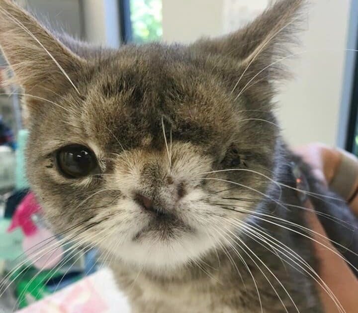 Itty Bitty Kitty Committee