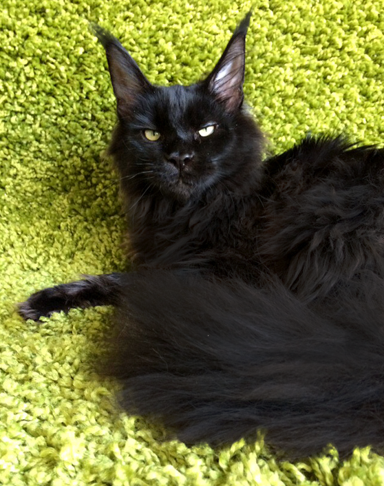 черная кошка мейн кун. черная кошка мейн кун. черная кошка мейн кун. кот кун черный. мейн кун черный.