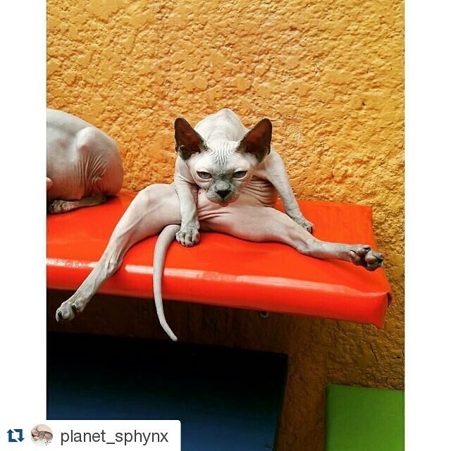 Фото из профиля Инстаграм sphynx_mania