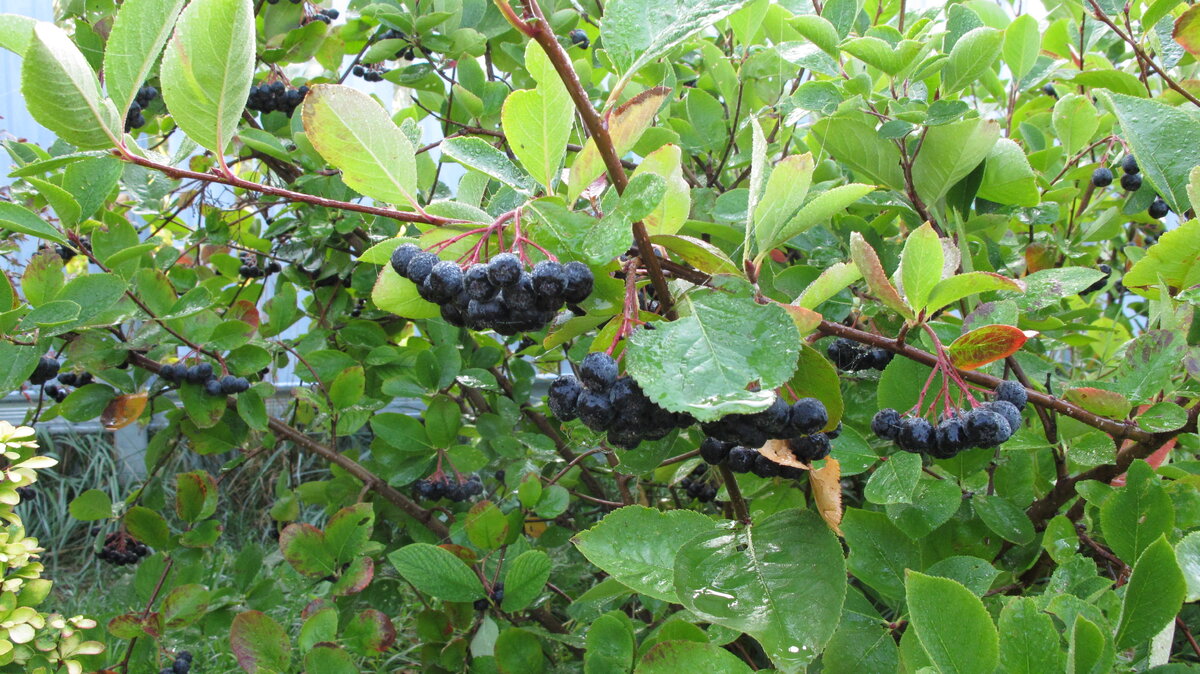 Поспела черноплодная рябина.Пусть еще повисит, не будем нарушать красоту. После первых зимних заморозков соберем ее и сделаем вино.