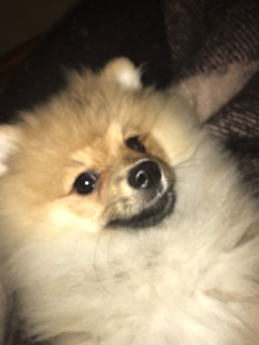 Это я еще с двойными рядами клыков, поэтому, несмотря на мирный вид, кровожаден и опасен.