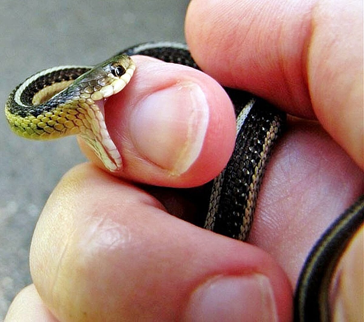 Маленькая змея