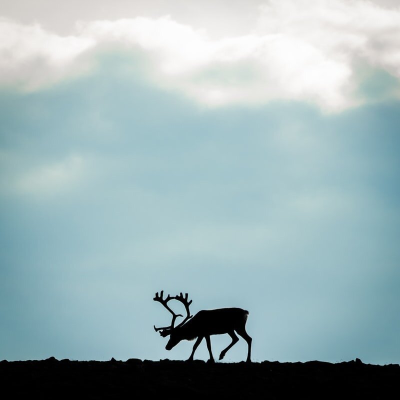 https://images.unsplash.com/photo-1565440707934-c9bacbad2146?ixlib=rb-1.2.1&ixid=eyJhcHBfaWQiOjEyMDd9&auto=format&fit=crop&w=800&q=80