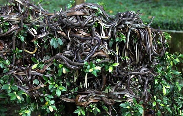 Остров змей. Источник изображения: Яндекс. Картинки