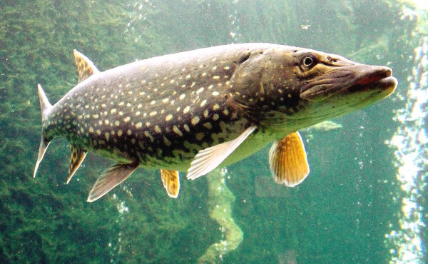 Главный водный хищник