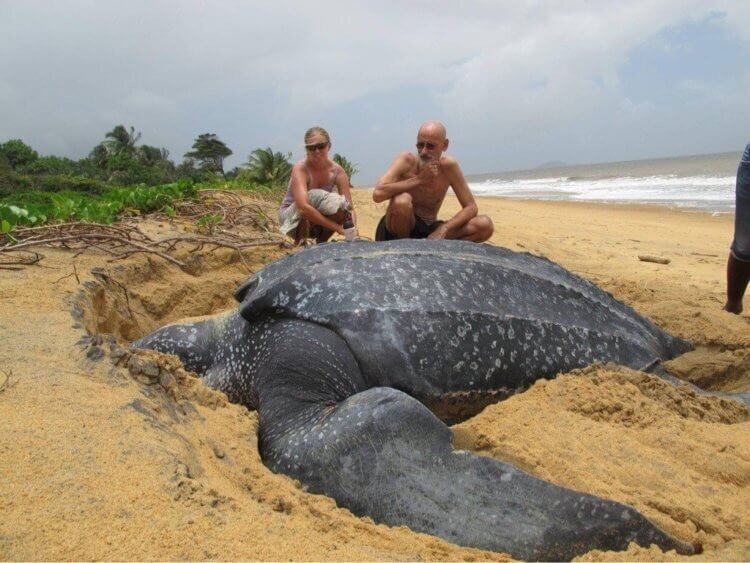 кожистая черепаха, 2.5 метра в длину и в размахе ласт, вес под тонну