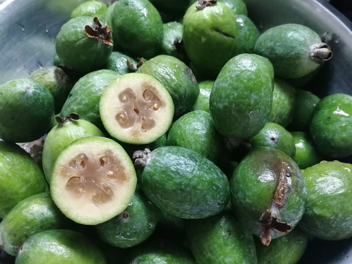 Плоды фейхоа