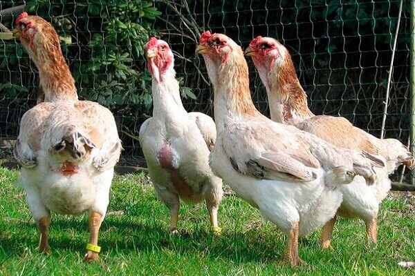 Ямато бойцовая порода кур.