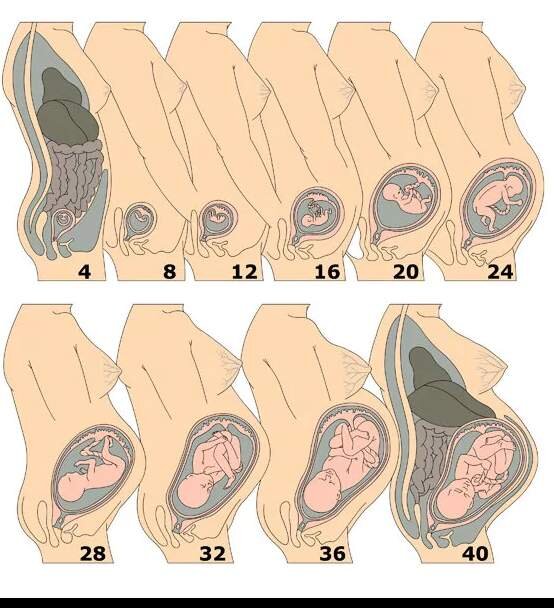 Внутриутробное развитие по неделям беременности
