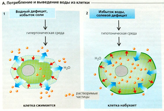 Картинка из Яндекса