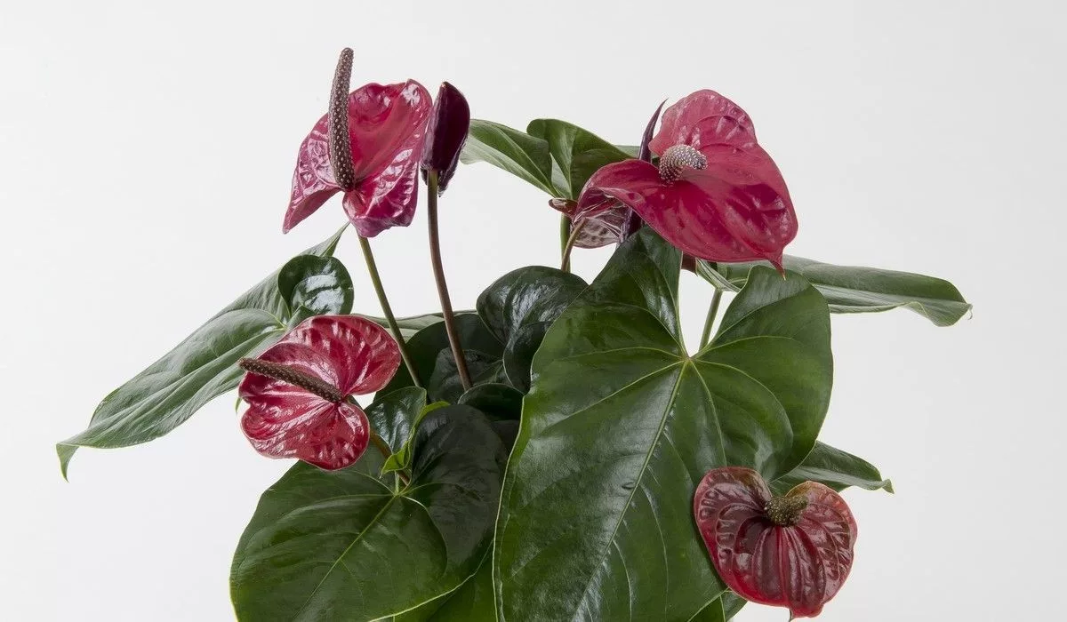 Антуриум Юта