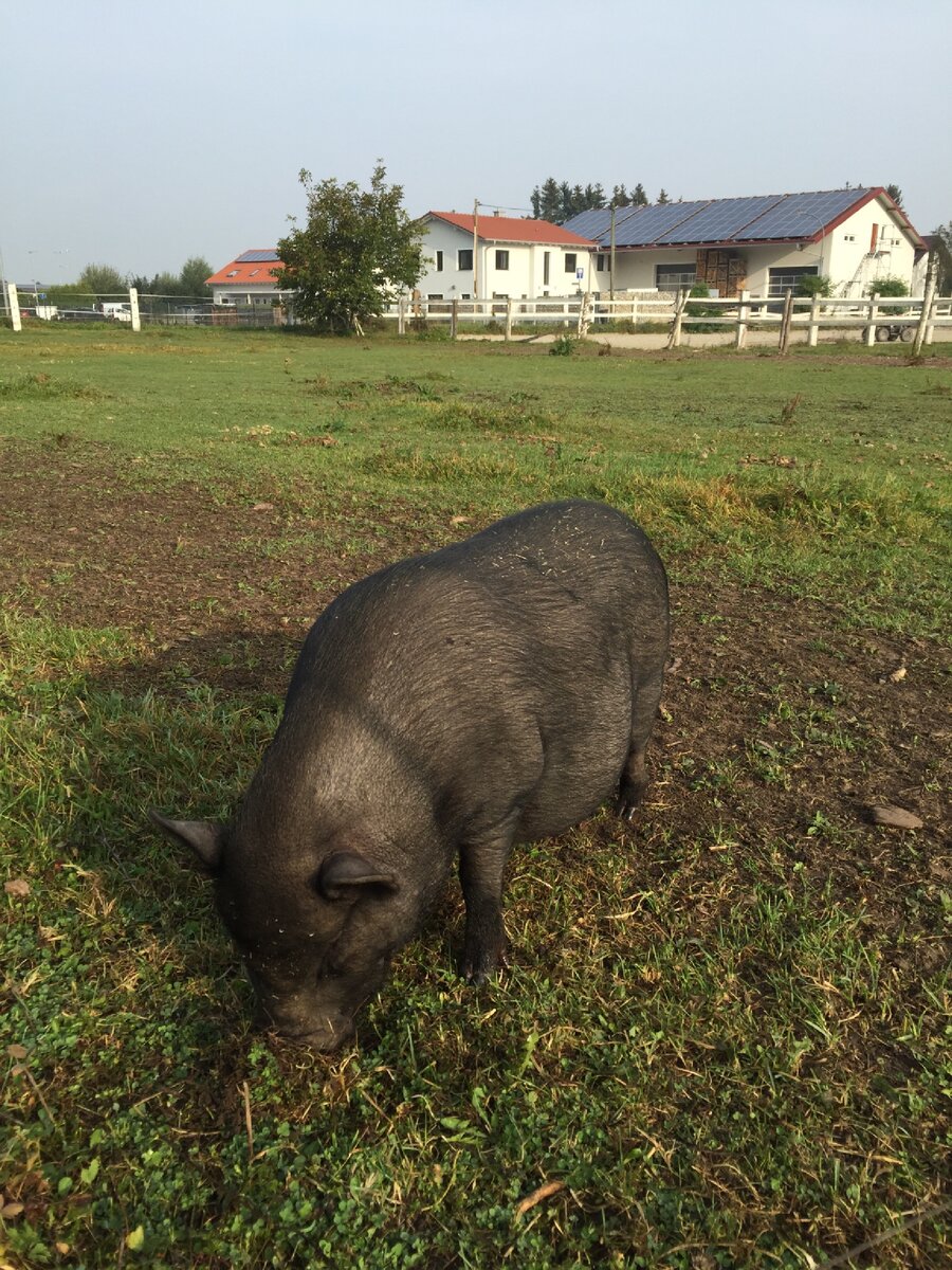 Любимое занятие свиней - копать рылом. Фото сделано автором 