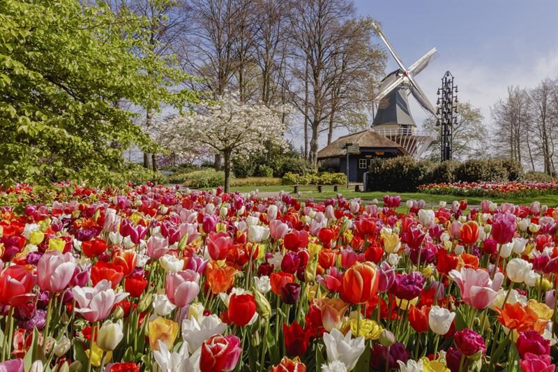 Фото: keukenhof.nl