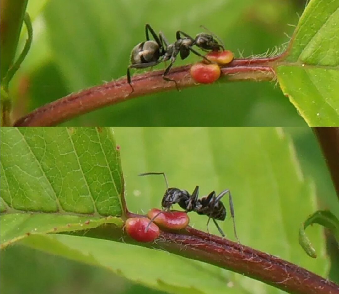 Плодовые деревья от муравьев. «Муравьев на дереве» (蚂蚁上树).. Средство от тли и муравьев. Муравьи на плодовых деревьях борьба. Тля и муравьи.