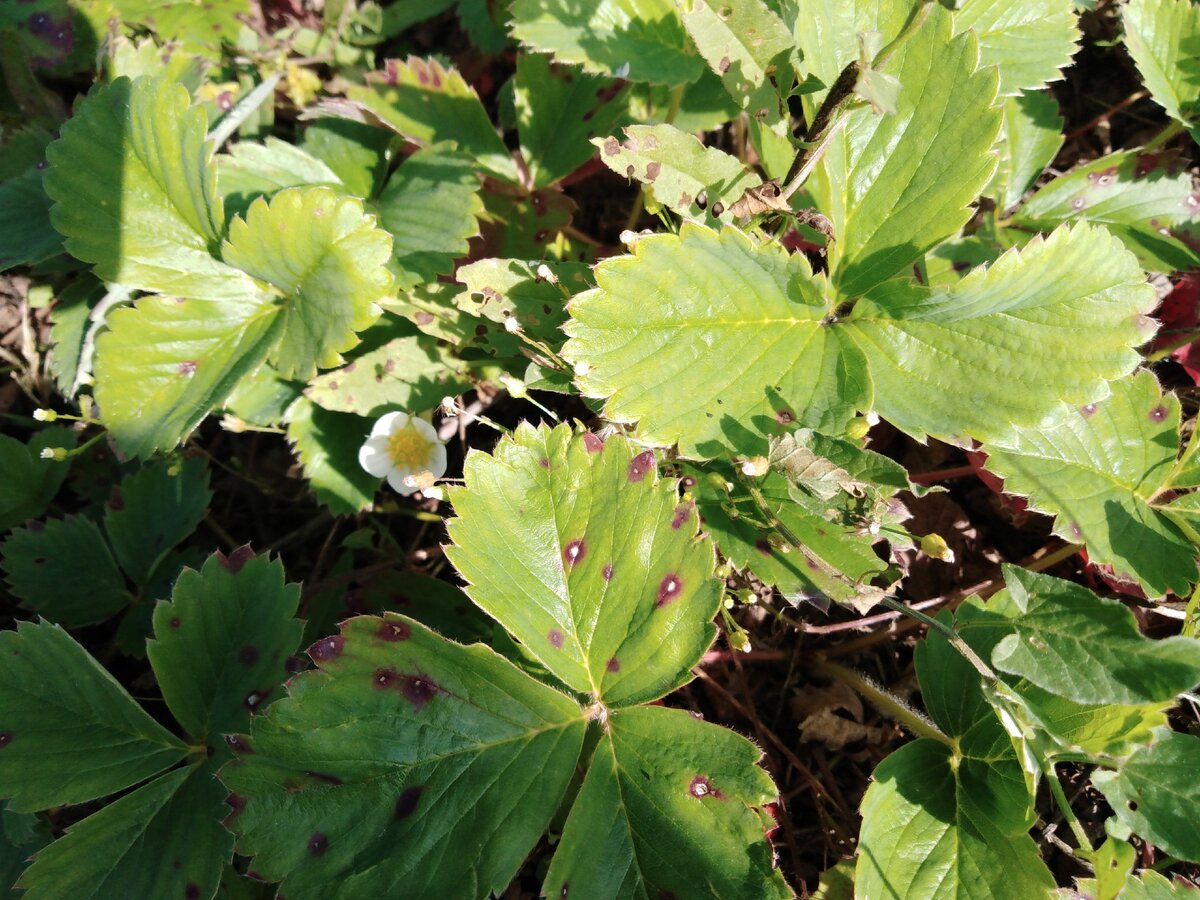 Цветёт клубника. В сентябре. В Казани. Не ремонтантная.