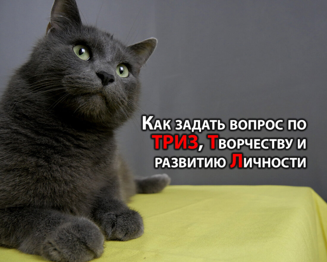 Авторское фото кота Енота Гуменной М.Д. и Гуменного В.Г.